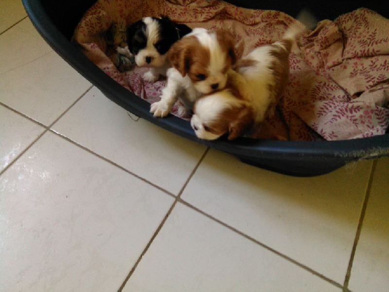 de la bergerie de sam - Cavalier King Charles Spaniel - Portée née le 21/05/2016