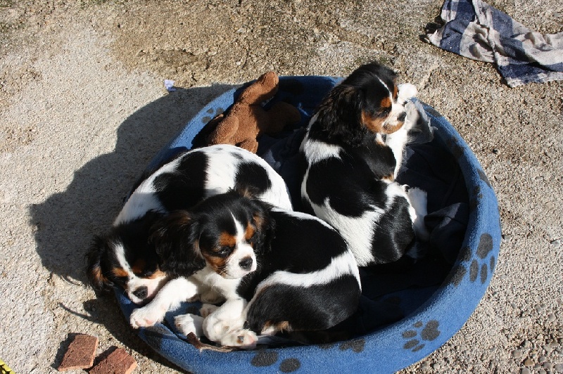 de la bergerie de sam - Cavalier King Charles Spaniel - Portée née le 30/03/2011