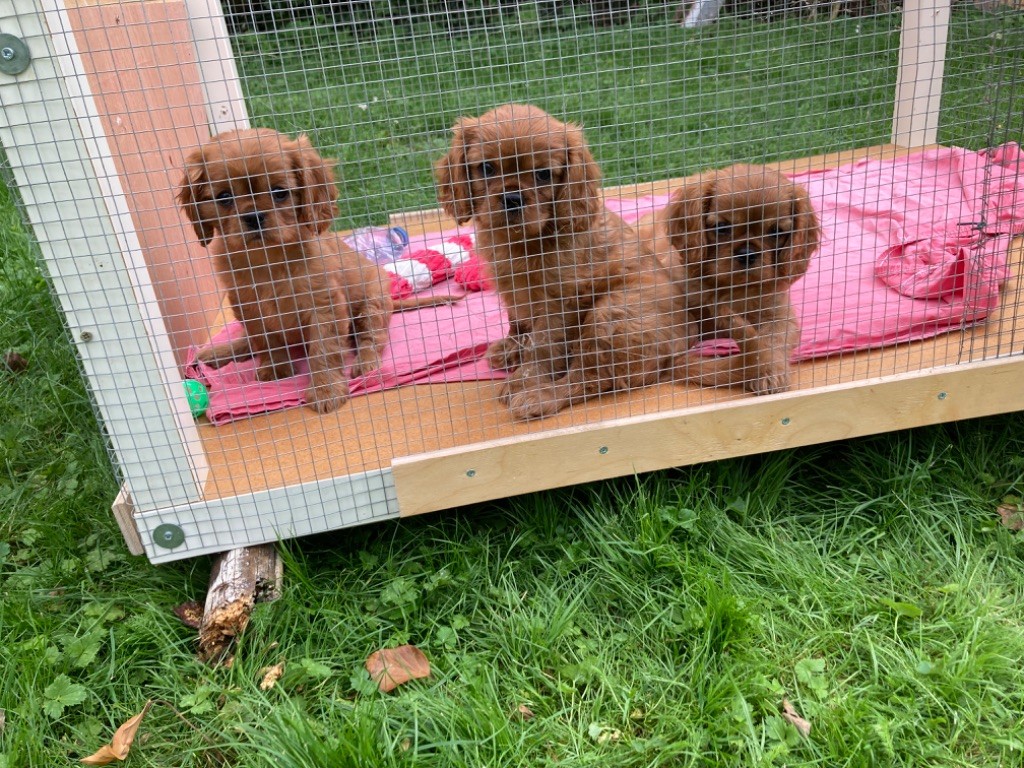 chiot Cavalier King Charles Spaniel de la bergerie de sam