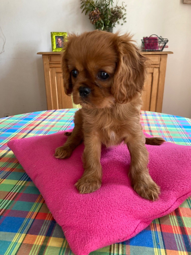 BÉBÉS RUBY DISPONIBLES