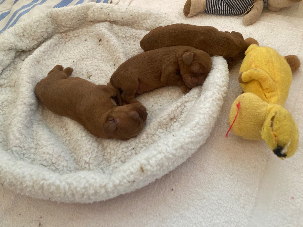 de la bergerie de sam - Naissance de bébés ruby