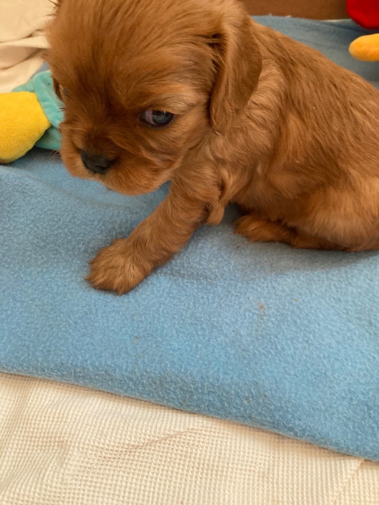 de la bergerie de sam - Chiots disponibles - Cavalier King Charles Spaniel