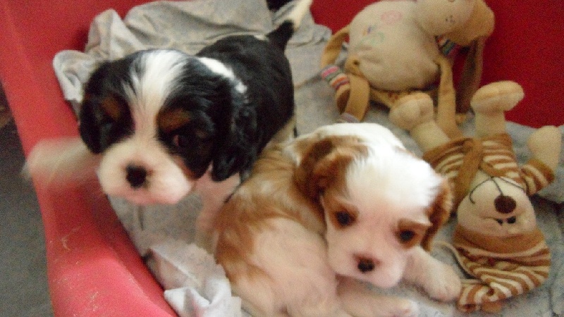 de la bergerie de sam - Cavalier King Charles Spaniel - Portée née le 21/05/2012