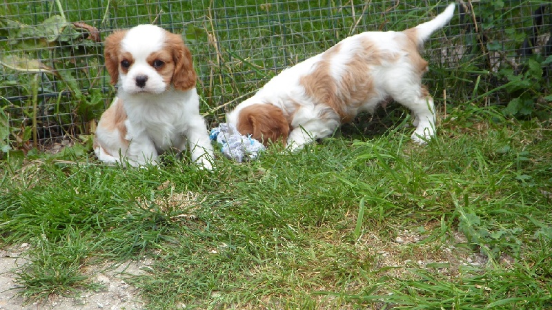 de la bergerie de sam - Cavalier King Charles Spaniel - Portée née le 30/05/2013