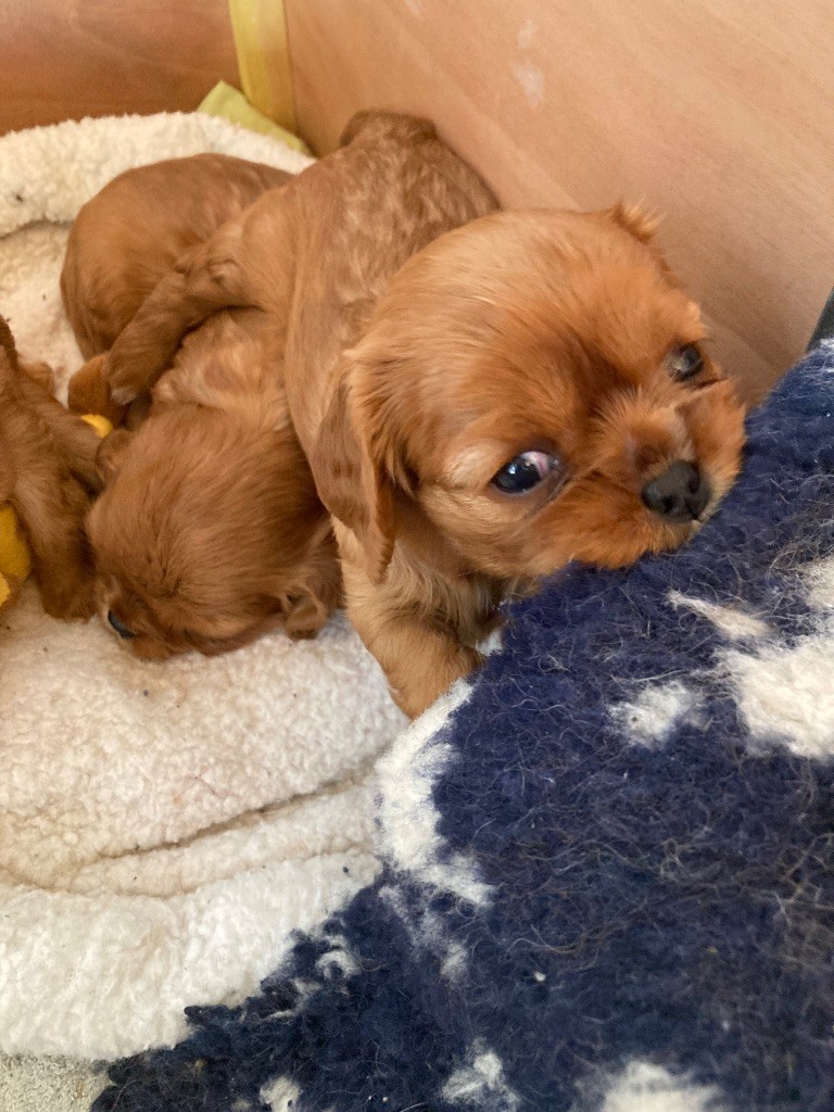 de la bergerie de sam - Chiots disponibles - Cavalier King Charles Spaniel
