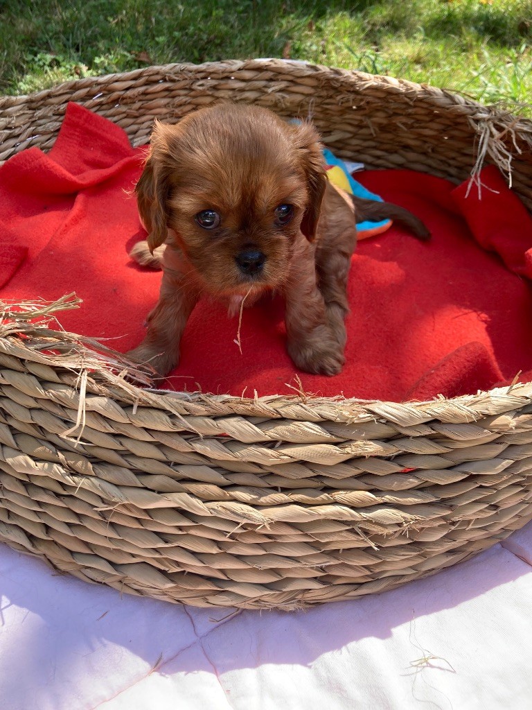de la bergerie de sam - Chiots disponibles - Cavalier King Charles Spaniel